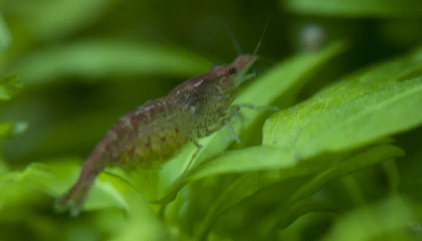 camarao neocaridina em aquario plantado com KH ideal