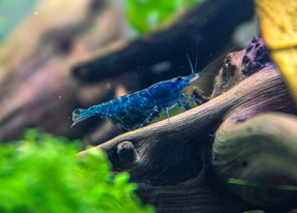 camarão neocaridina azul saudável em aquário com KH ideal