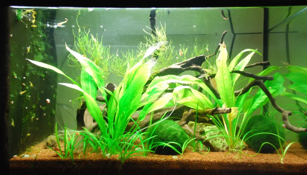 aquario plantado de camarao com filtragem adequada