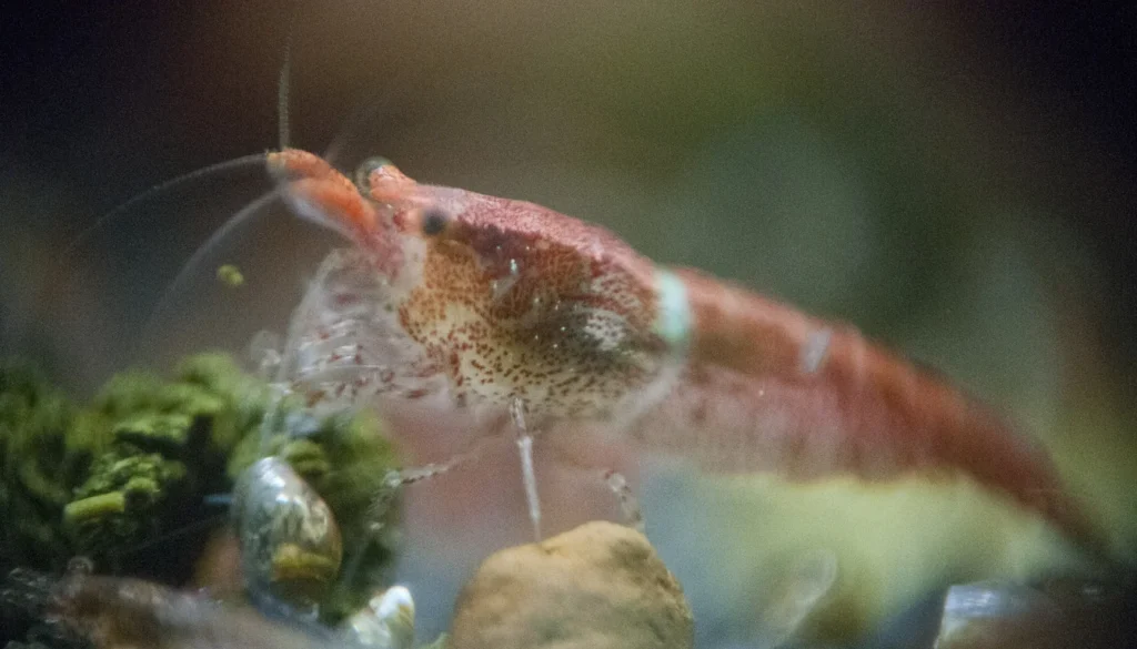 Camarão Red Cherry (Neocaridina davidi) pastando alimento no substrato do aquário