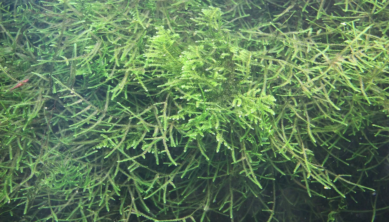 Musgo java (Taxiphyllum barbieri) formando tapeçaria densa em aquário