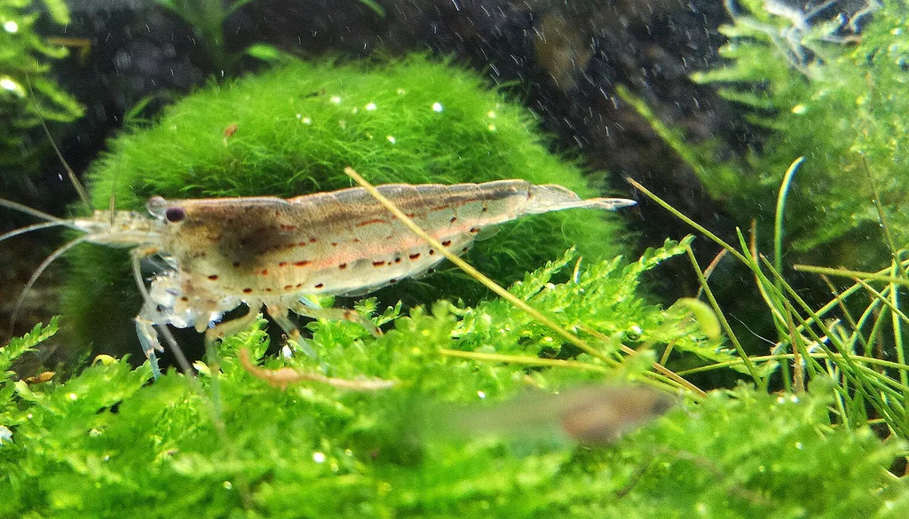 Camarão Amano (Caridina multidentata) forrageando sobre musgo java em aquário