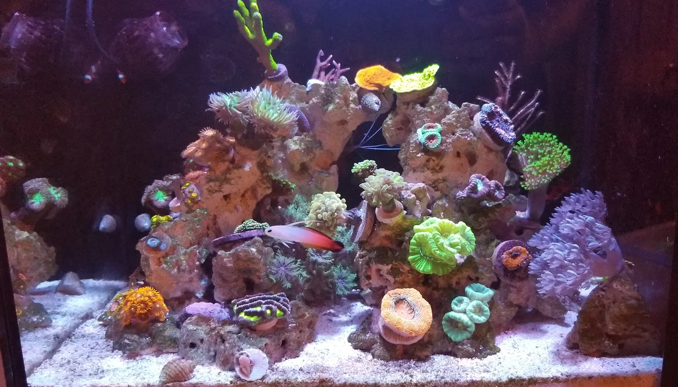 nano reef completo com corais coloridos e rocha viva