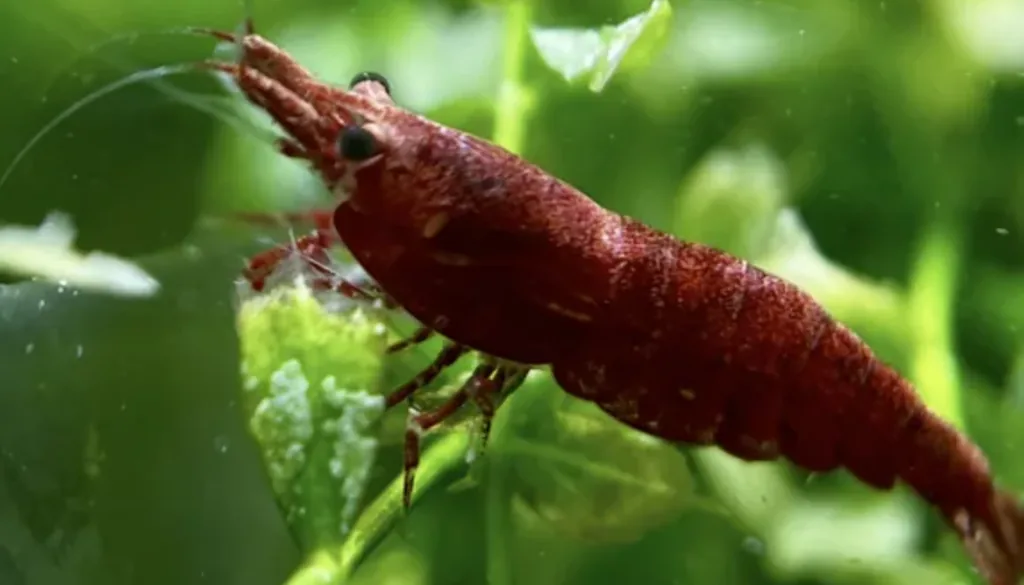 Camarão Neocaridina davidi red cherry vermelho em aquário plantado, espécie sensível ao GH baixo