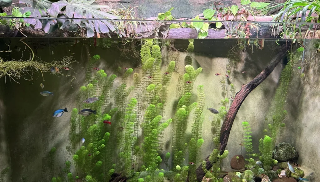 aquario de agua doce plantado saudavel com nitrato controlado