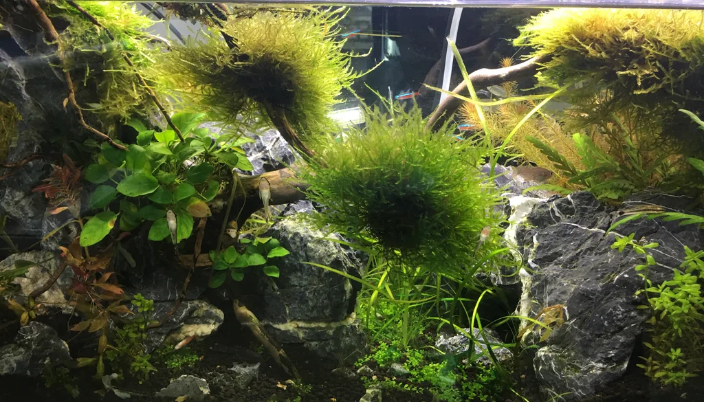 aquario plantado com peixes tetra e parametros de agua controlados