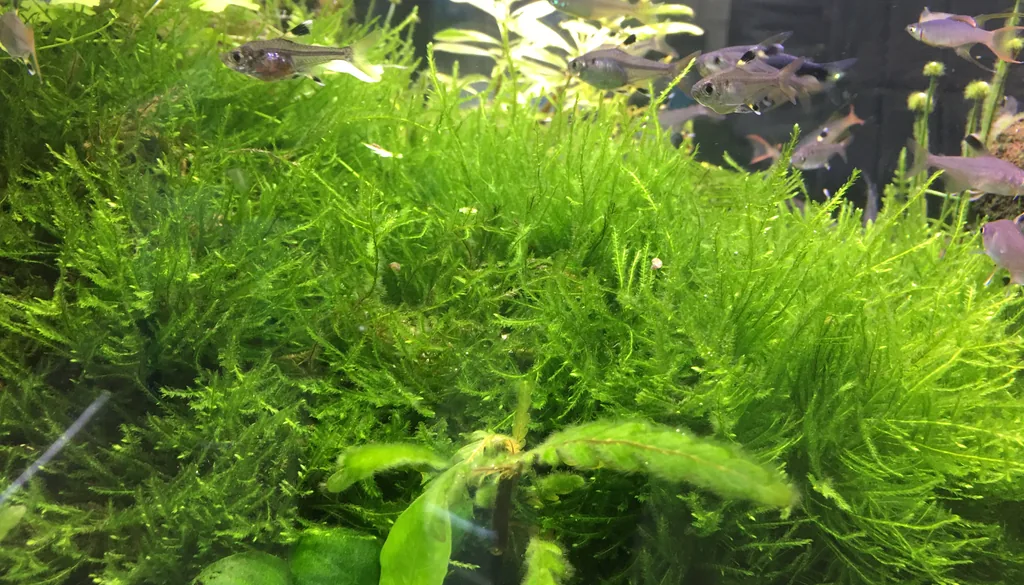 plantas aquaticas densas que absorvem nitrato no aquario