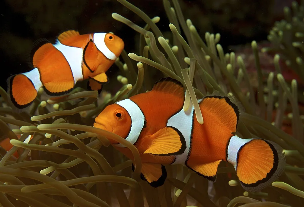 par de peixes palhaço hospedados em anêmona