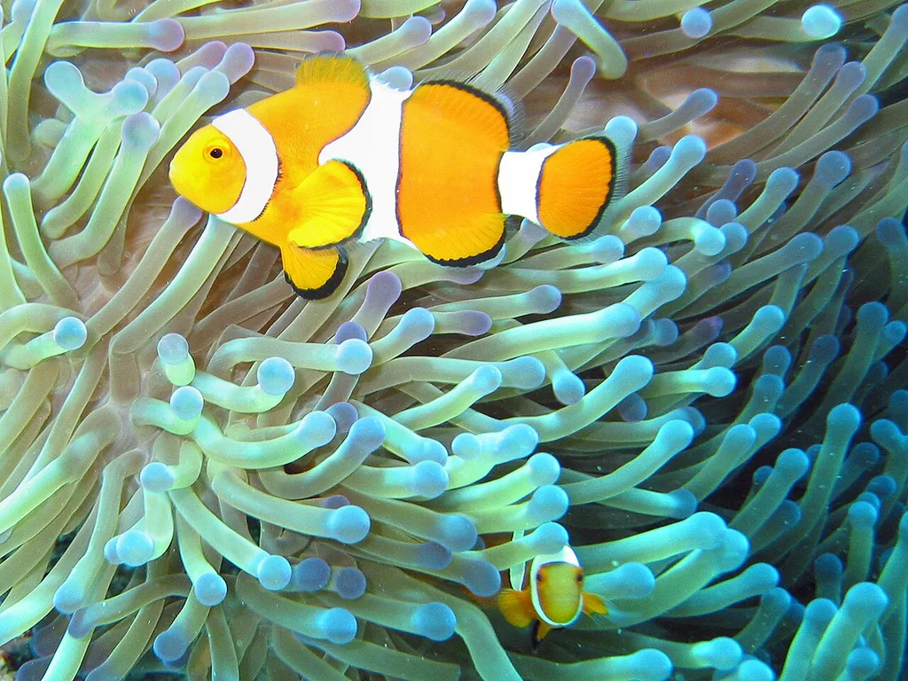 peixe palhaço amphiprion ocellaris em anêmona no aquário marinho