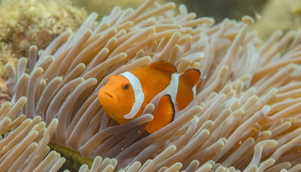 Peixe-palhaço (Amphiprion ocellaris) em anêmona no aquário marinho