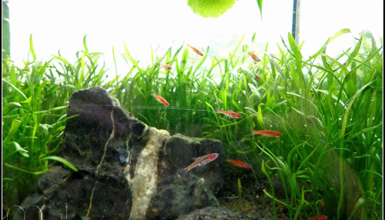 Aquario nano plantado com pequenos peixes cardume