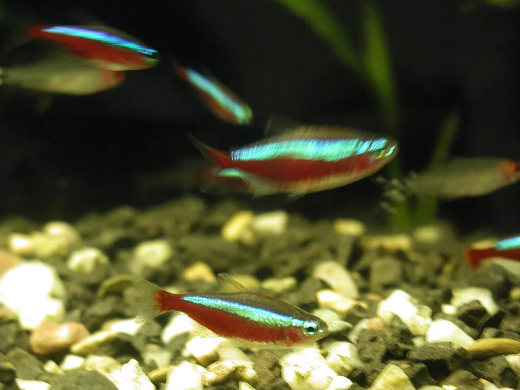 peixes de água doce sensíveis ao cloro, que queima as guelras finas
