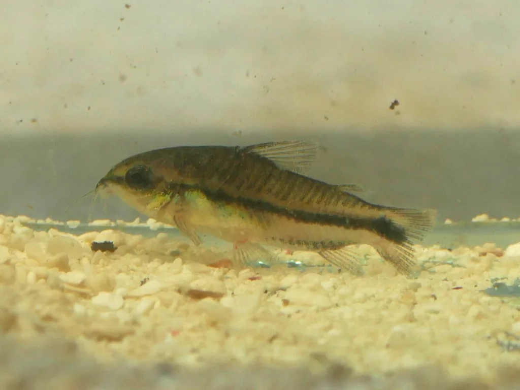 Corydoras pygmaeus