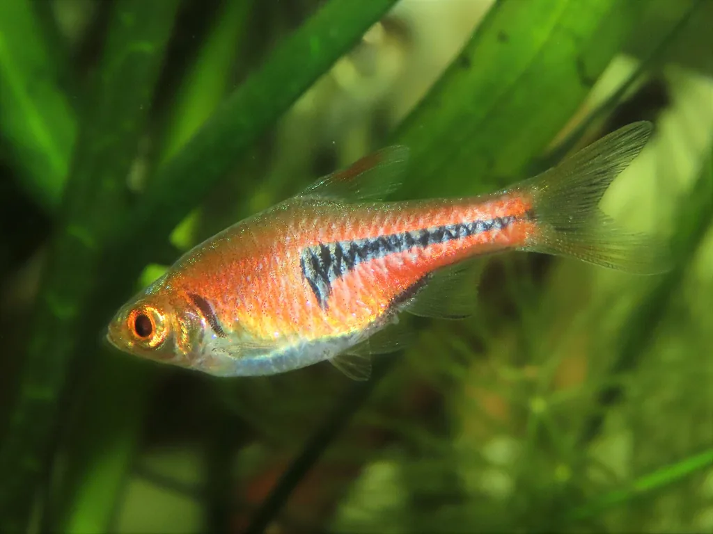 Rasbora espei (Trigonostigma espei)