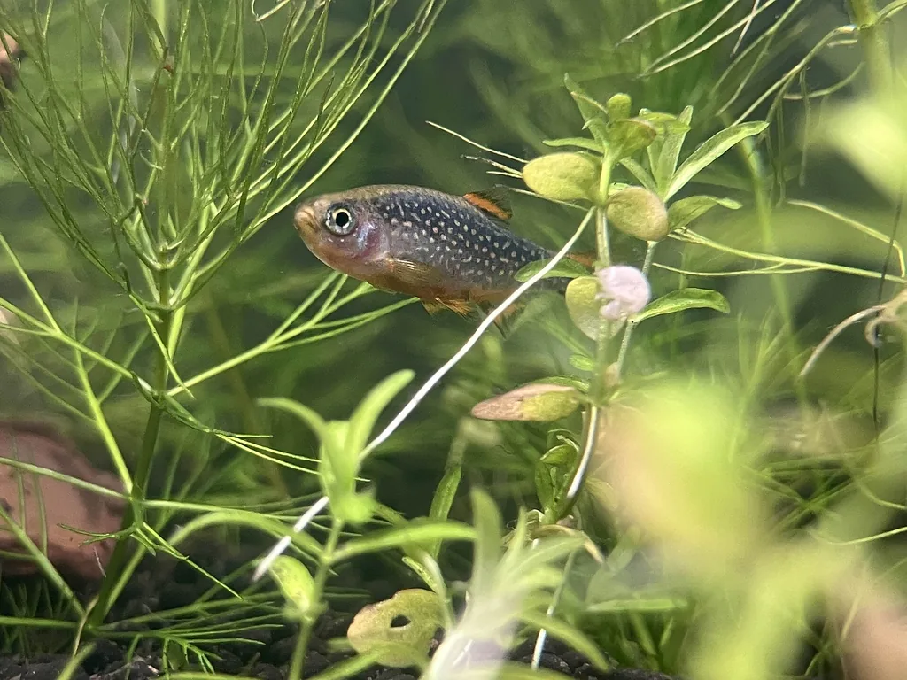 Rasbora galaxy (Danio margaritatus)