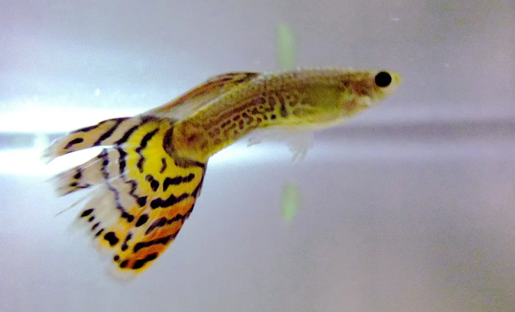 peixe tropical boquejando na superfície quando a água esquenta