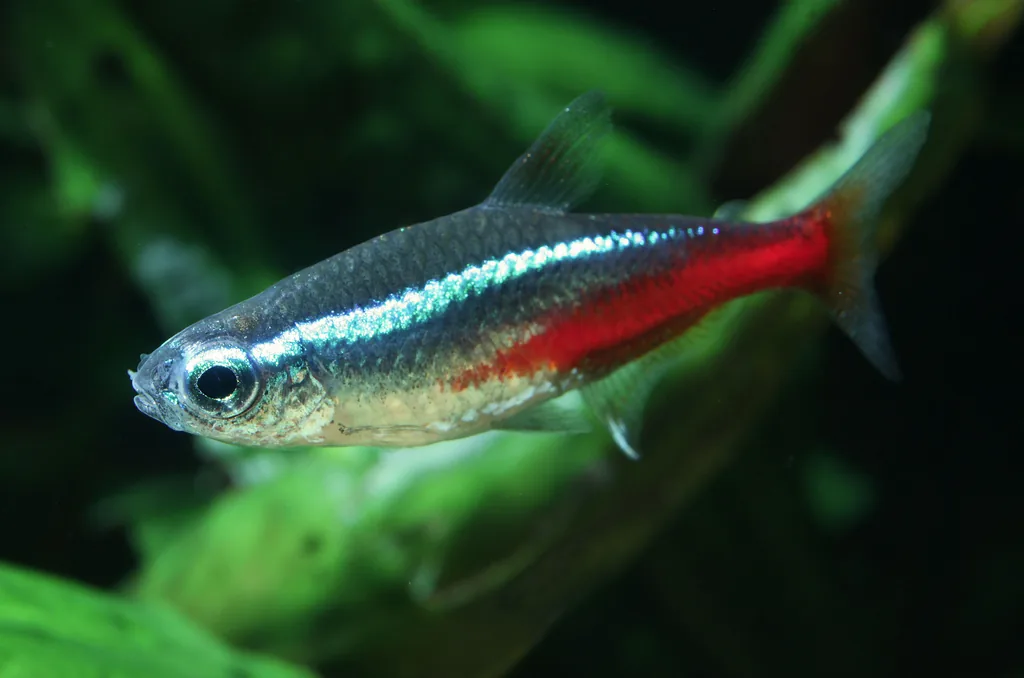 peixes saudáveis em água tratada sem cloro
