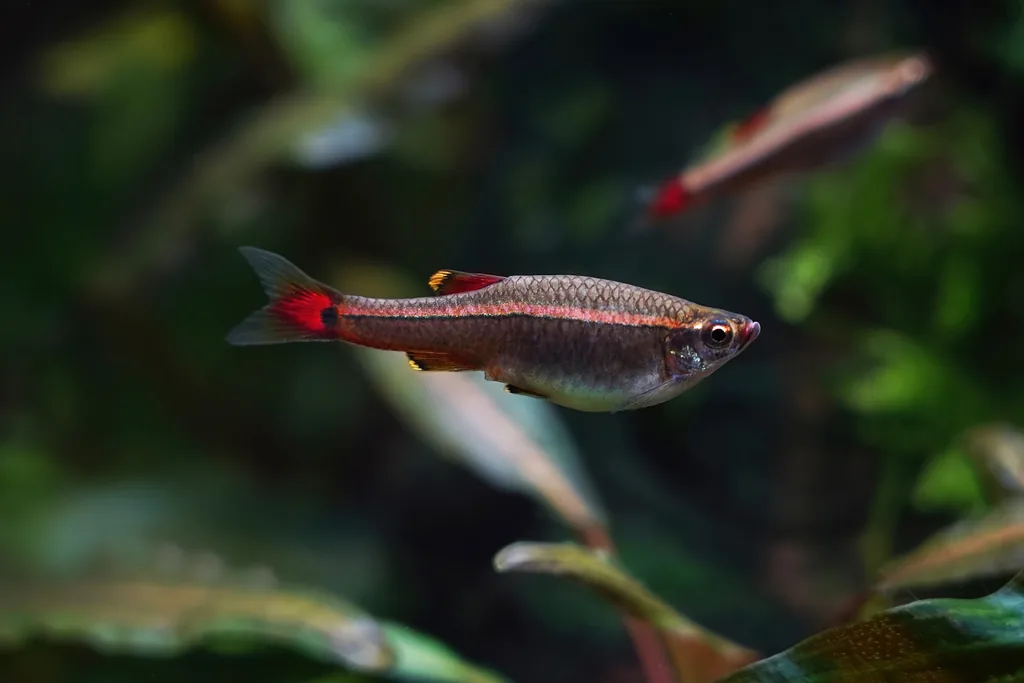Tanichthys albonubes, peixe da montanha da nuvem branca