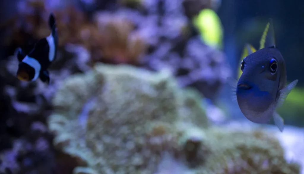 aquario marinho de recife com peixe-palhaco e live rock