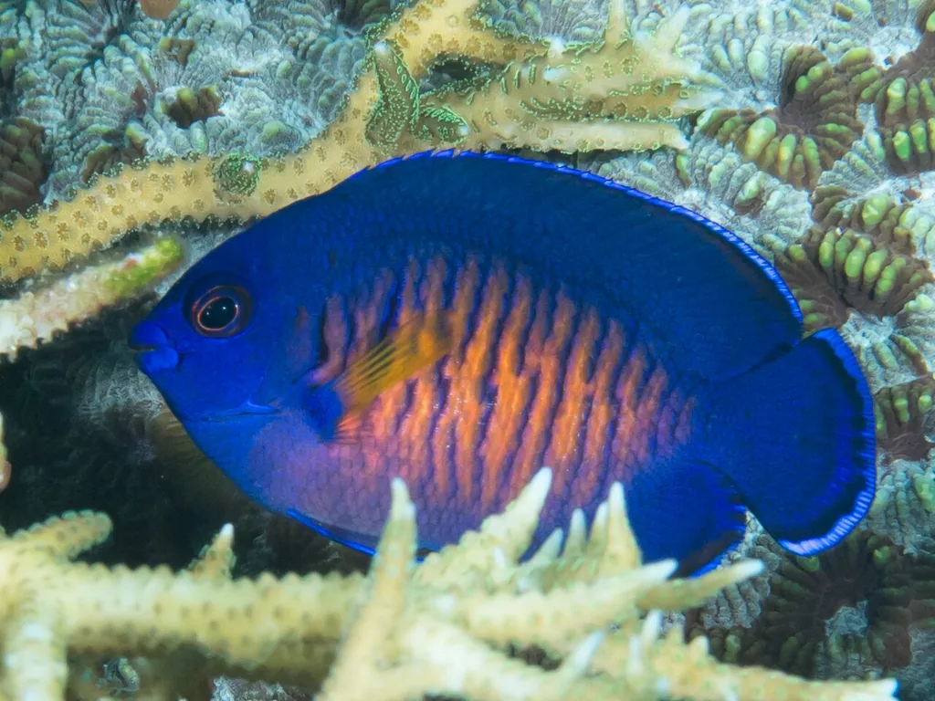 coral beauty azul e laranja em aquário marinho de recife