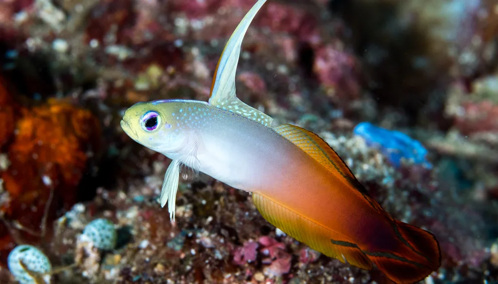 firefish goby (Nemateleotris magnifica) em aquário marinho de recife