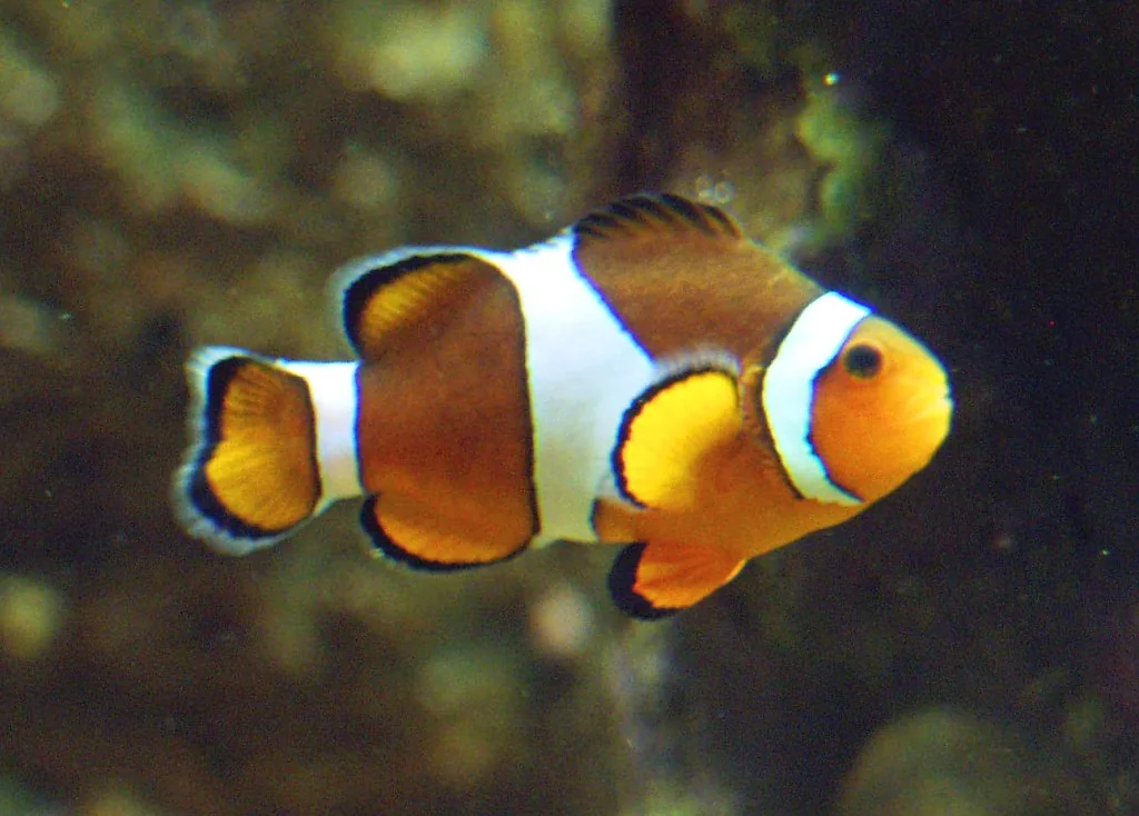 peixe-palhaço laranja com faixas brancas em aquário marinho