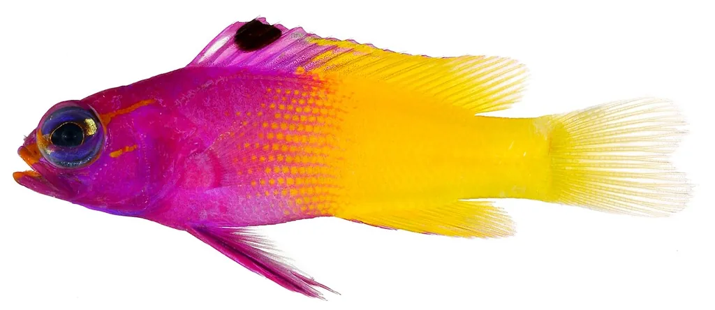 royal gramma roxo e amarelo em aquário marinho de recife