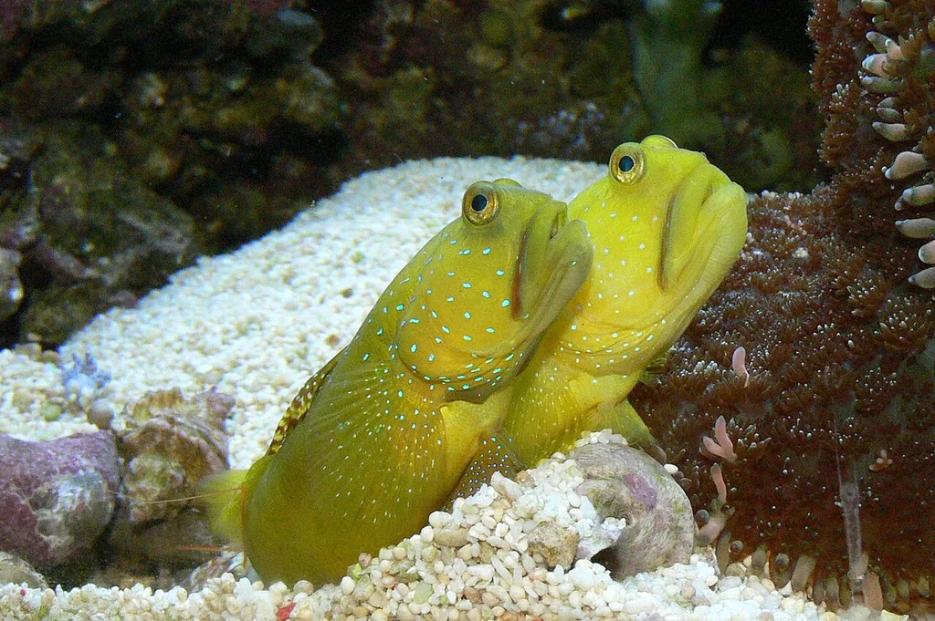 yellow watchman goby amarelo cavando toca na areia do aquário marinho