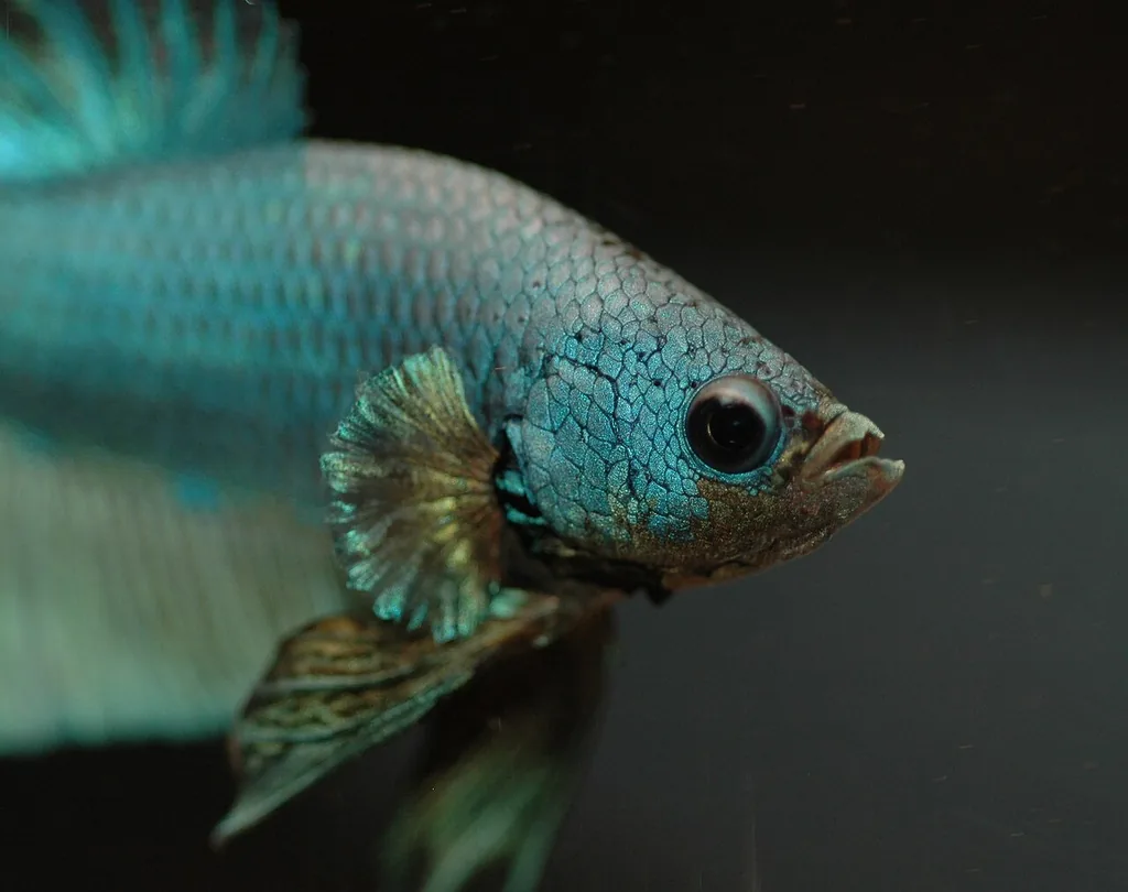 betta azul, peixe que deve ser evitado com camarão