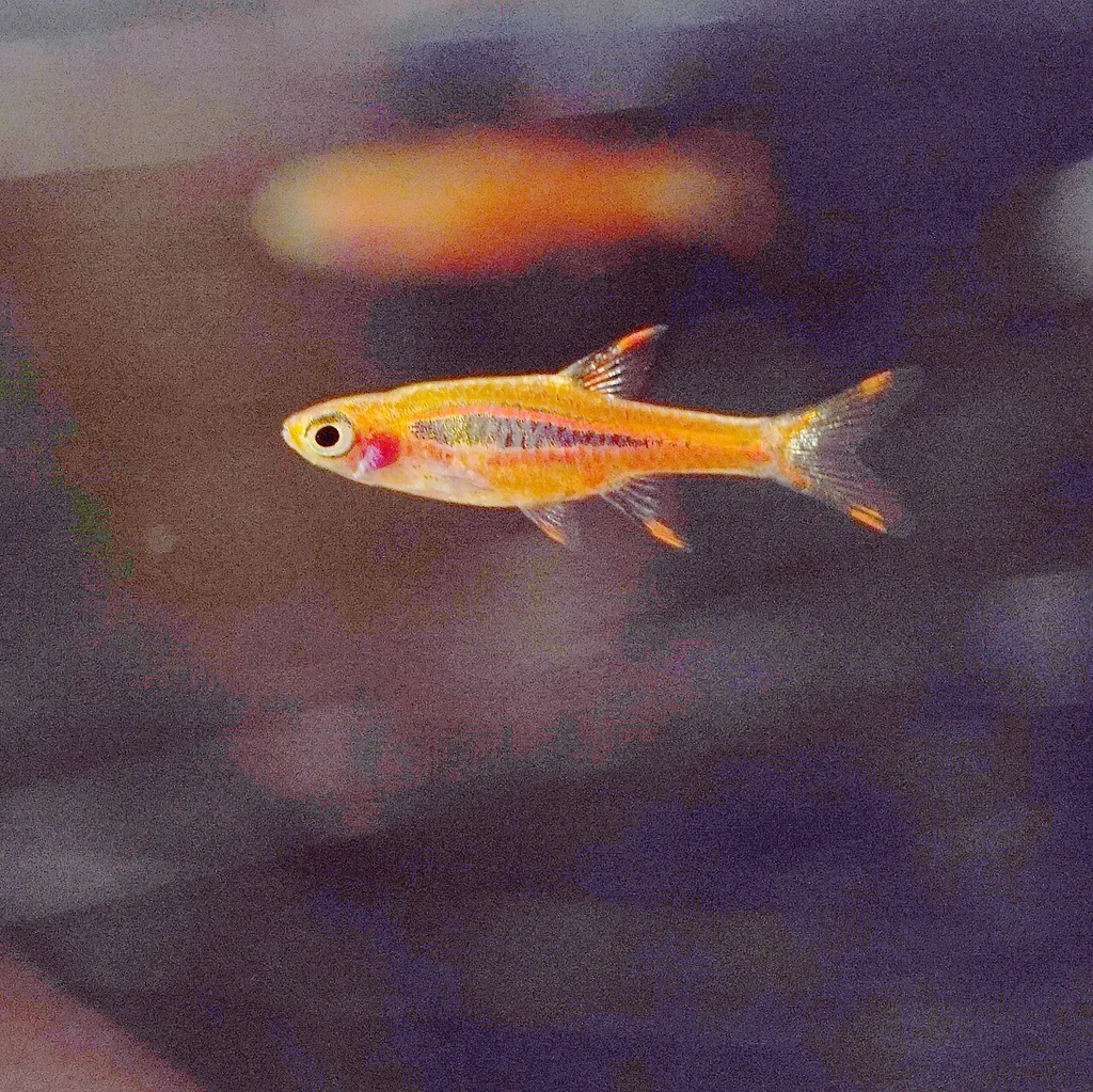 boraras brigittae, rasbora mosquito seguro para camarão