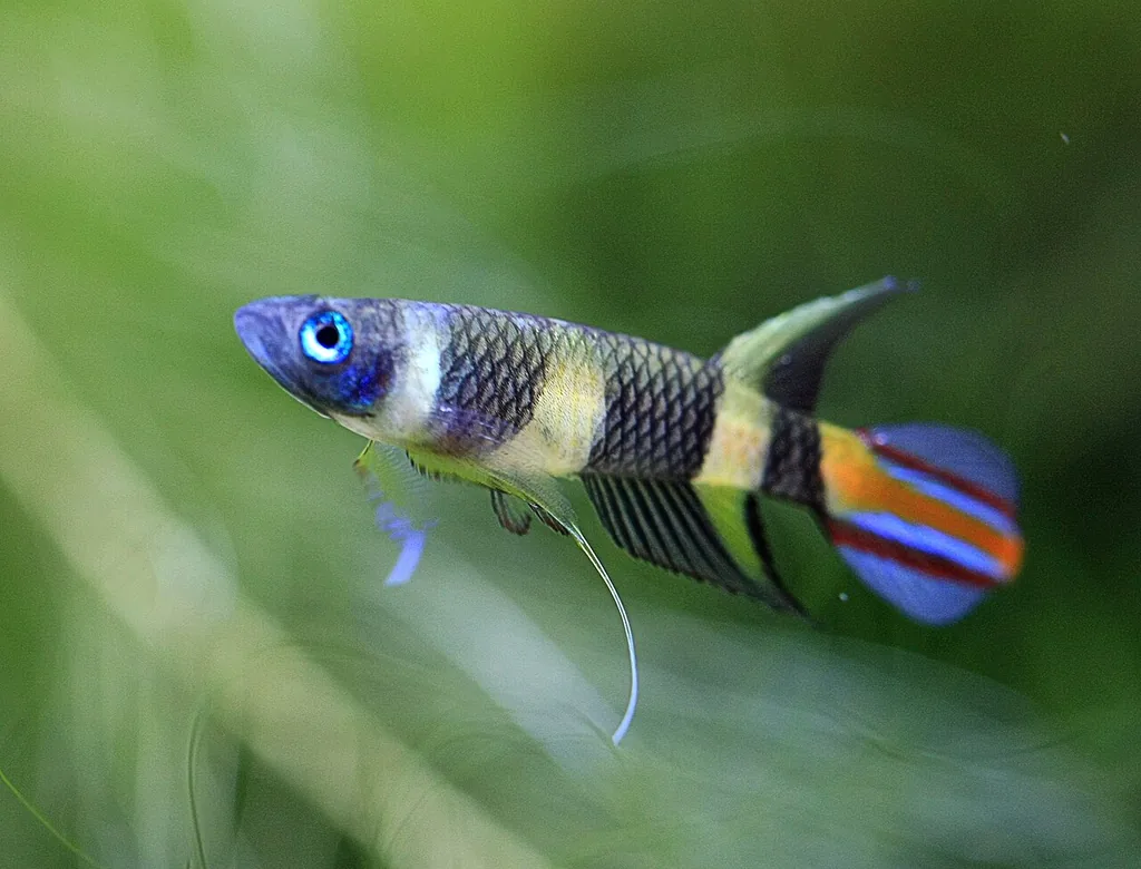 killifish palhaço Epiplatys annulatus em aquário plantado
