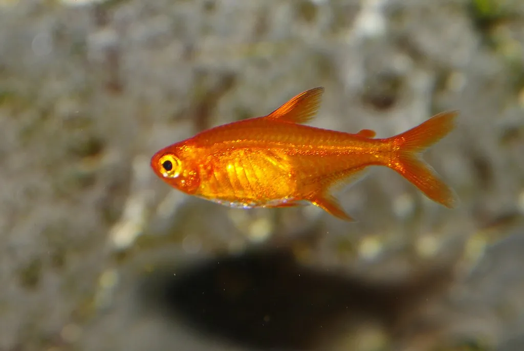 ember tetra laranja, peixe que convive bem com camarão