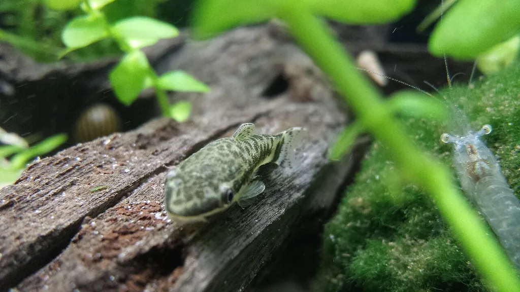 otocinclus convivendo com camarão em aquário plantado
