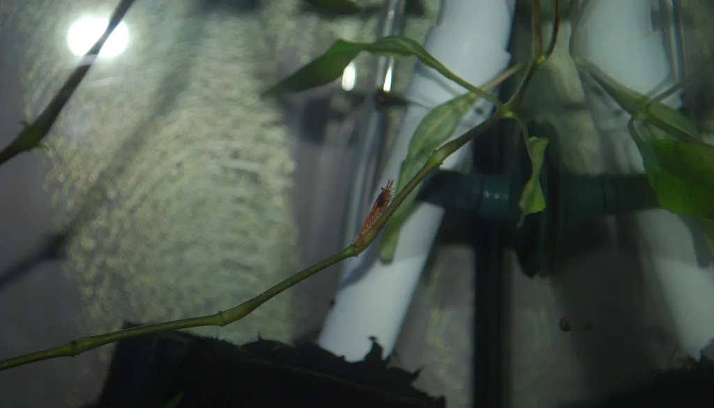 camarão red cherry em planta, presa comum das planárias durante a muda