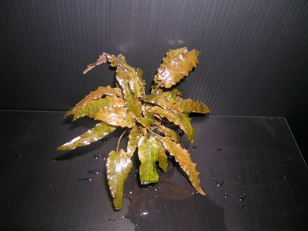 cryptocoryne wendtii planta aquatica de baixa exigencia