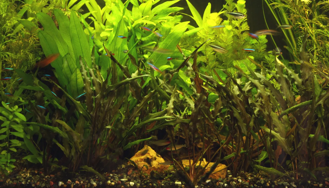 aquário plantado denso com plantas de caule e neons, que precisa de poda regular