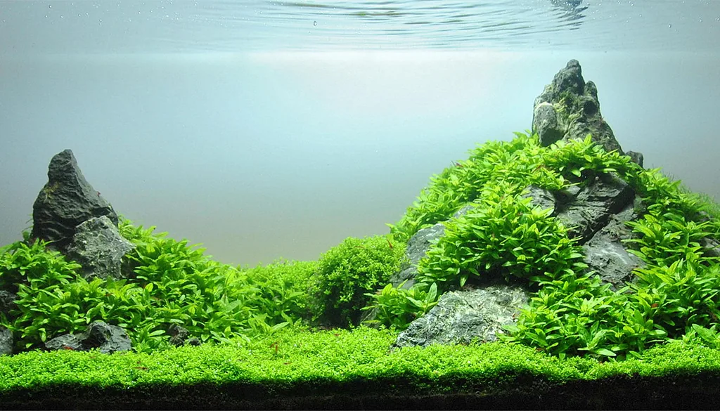 aquascape plantado com carpete e pedras, layout que exige poda regular