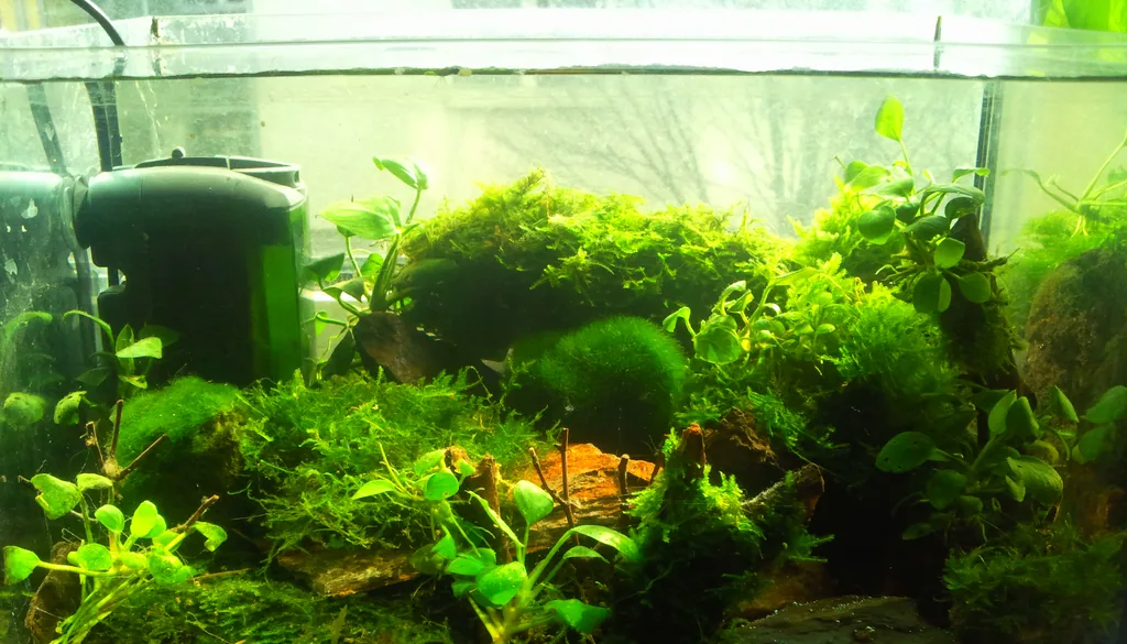 aquário nano montado com filtro, musgo e plantas