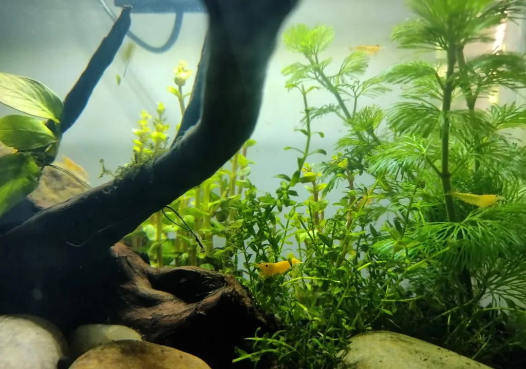aquario nano plantado low tech com camaroes neocaridina