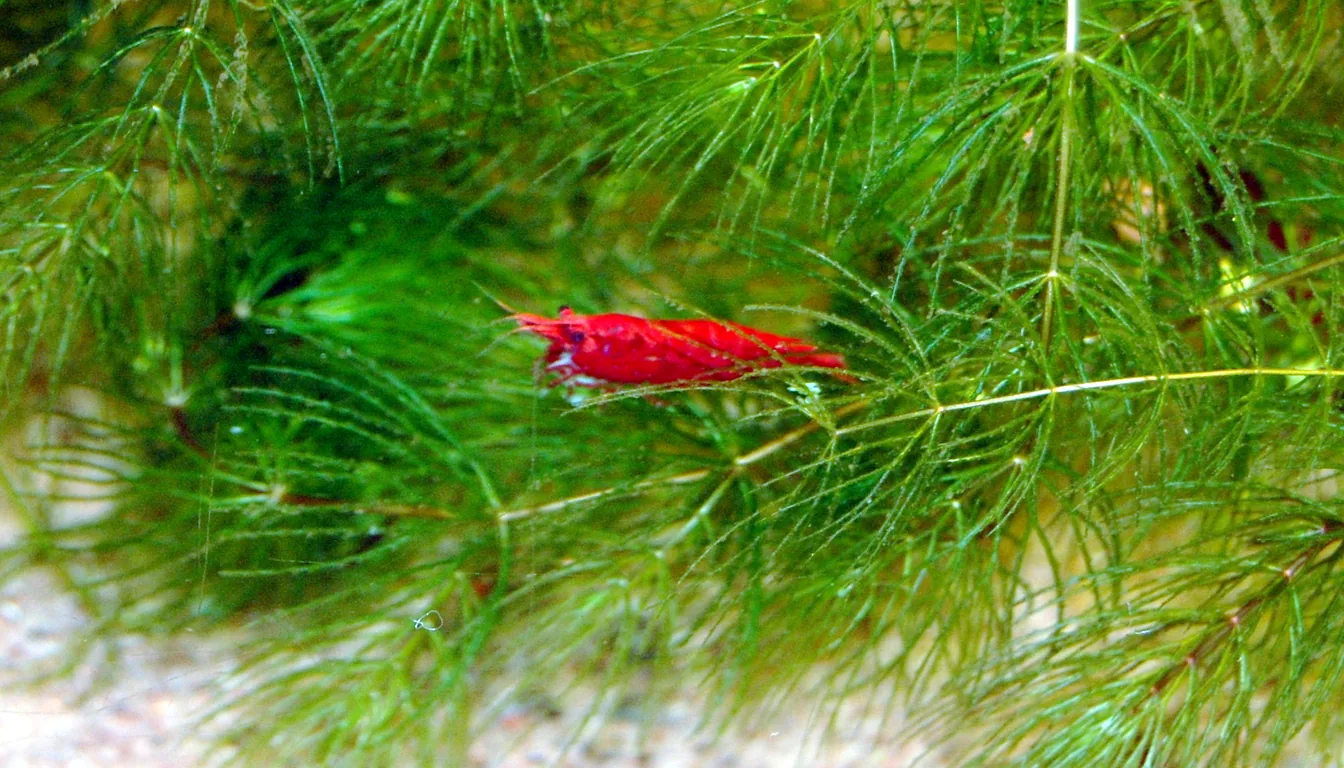 camarao red cherry (neocaridina) em aquario plantado