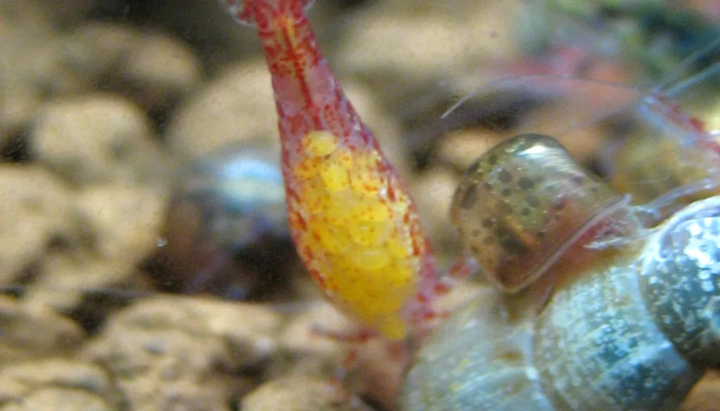 fêmea de camarão neocaridina ovada com massa de ovos amarelos sob o abdômen
