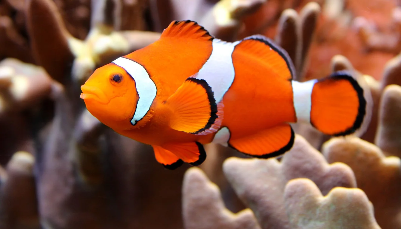Peixe-palhaço (Amphiprion ocellaris) em aquário marinho de recife