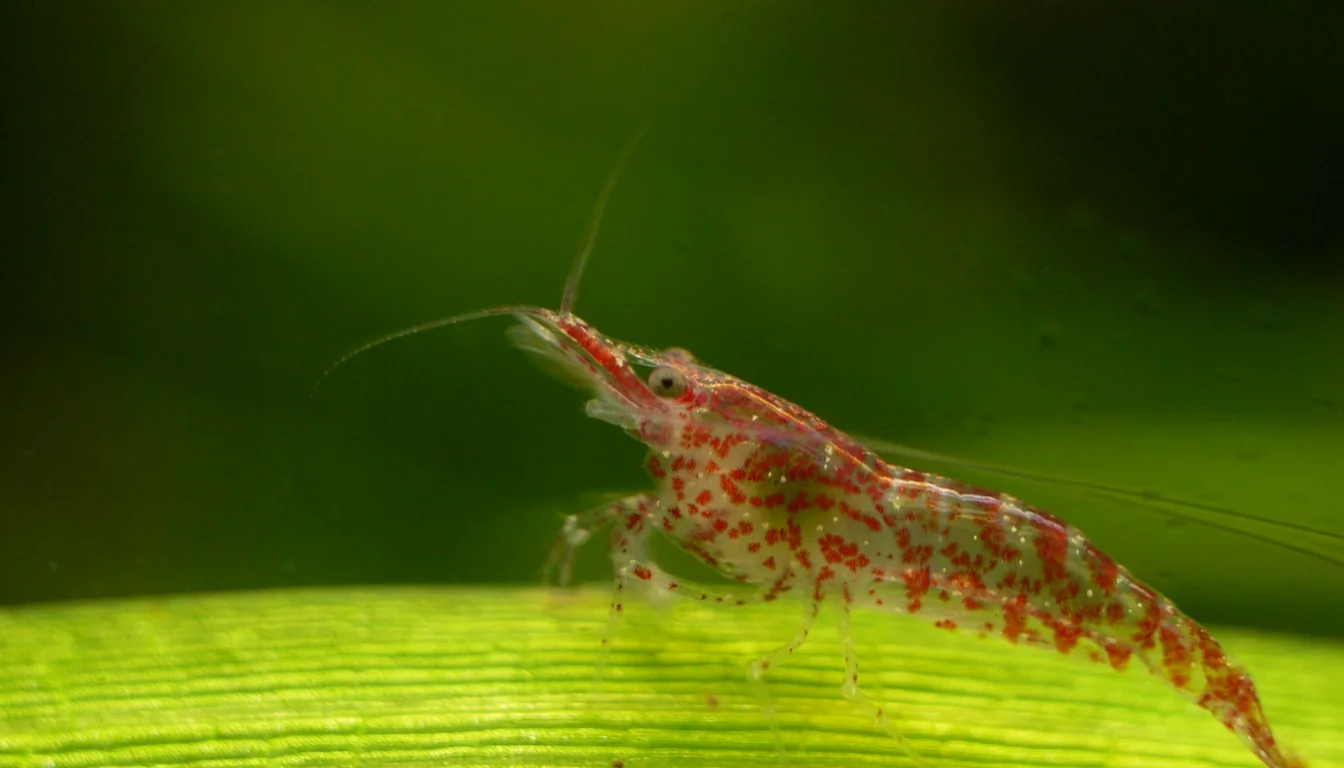 camarão Neocaridina davidi (red cherry) de perfil sobre folha em aquário plantado