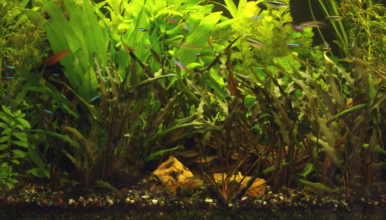 aquário plantado denso com cardume de neons e camada de substrato de cascalho visível no fundo