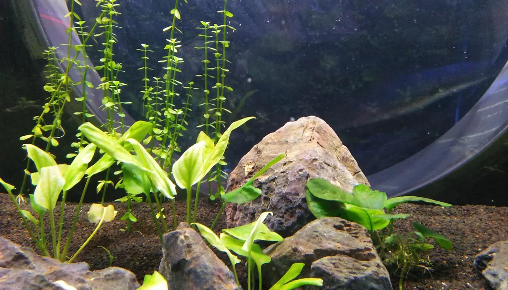 camada de substrato escuro em grânulos com plantas aquáticas enraizadas e rochas em aquário plantado