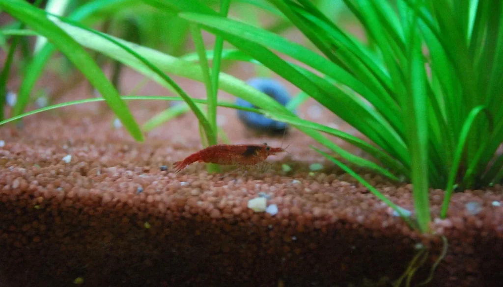 Camarão neocaridina em aquário com água de TDS controlado