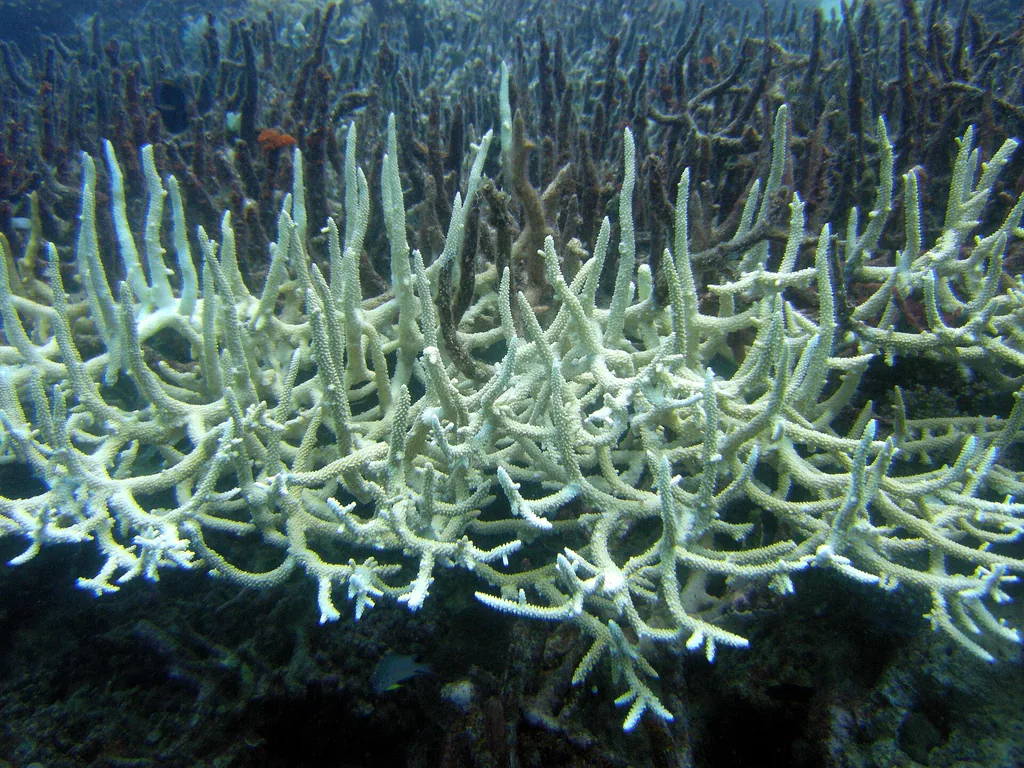 coral staghorn branqueado (bleaching) por temperatura alta