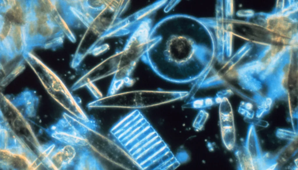 Diatomáceas vistas ao microscópio com carapaça de sílica