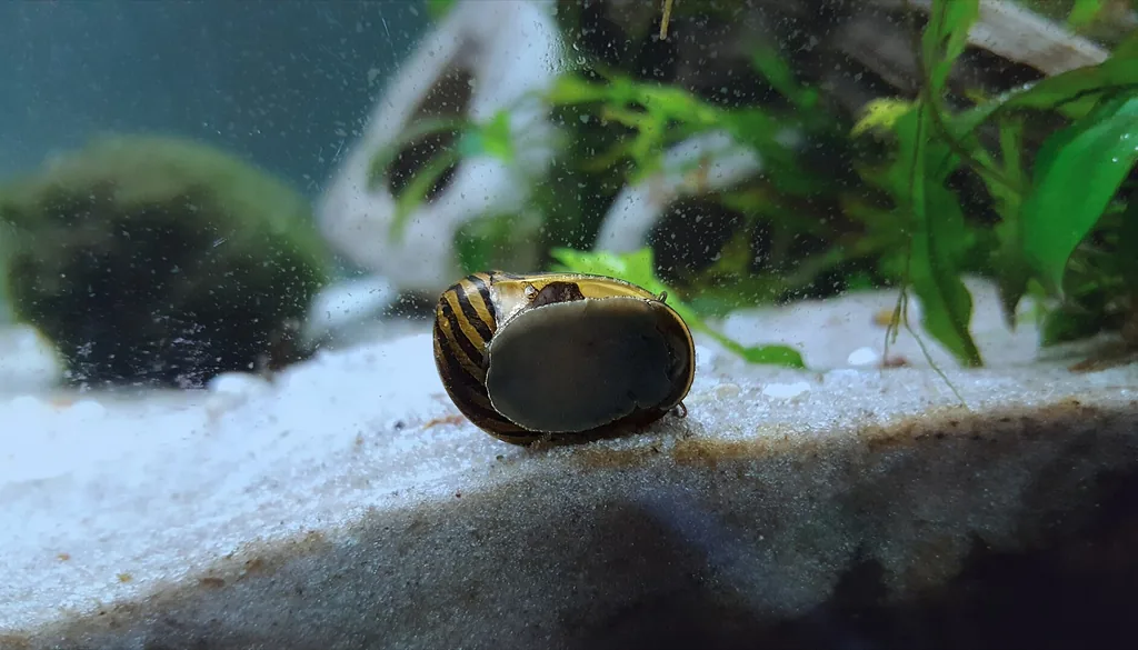 Caramujo nerita pastando alga no vidro do aquário plantado