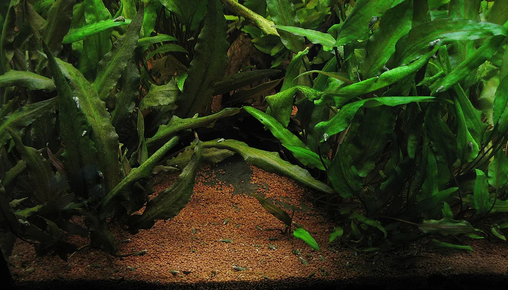 Cryptocoryne plantada no substrato de um aquário plantado sem CO2